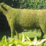 Moss-covered cow topiary standing on a lawn in front of a clipped ivy hedge
