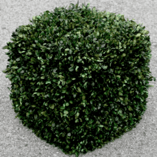 Cubed Preserved Boxwood Topiary Plant for Privacy | TOPIARYTREE.NET