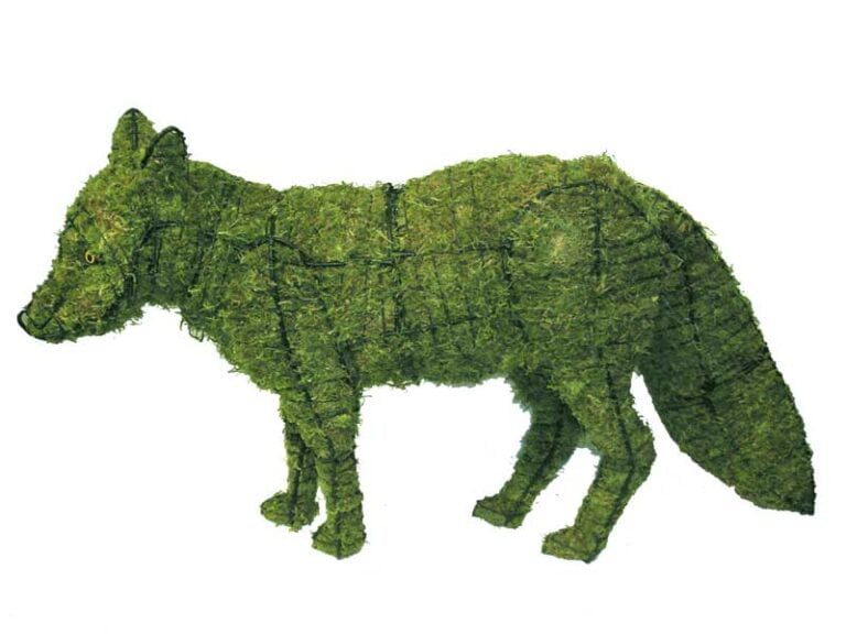 How to Choose the Best Live Boxwood Topiary for Your Home or Garden