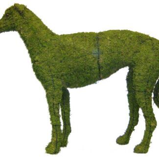 Greyhound, 37 inch (Mossed) 37 inch x 45 inch x 11 inch | TOPIARYTREE.NET