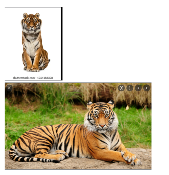 Reference photographs of live tigers, one sitting upright and one lying on a rock