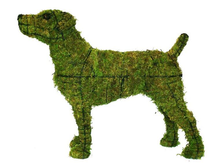 BACHO Topiary – About & FAQs