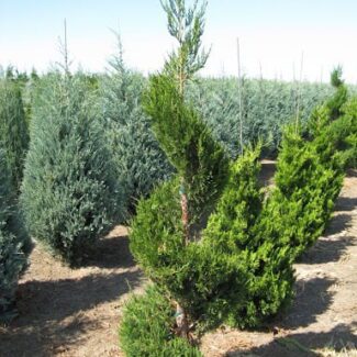 Juniperus Chinesis Spartan (4 to 5 feet) | TOPIARYTREE.NET