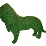 Standing lion topiary packed with green moss over a wire frame, with a mane, tufted tail and yellow eye