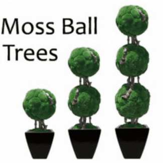 Double Moss Ball Preserved Topiary | TOPIARYTREE.NET