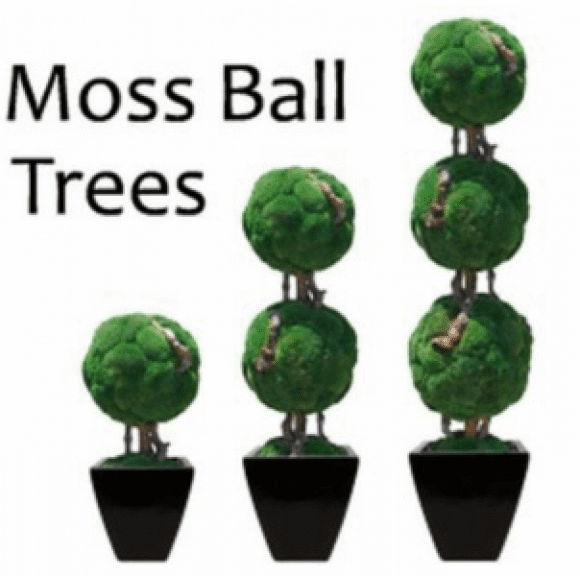 Three sizes of stacked moss ball topiaries in black pots, with a 'Moss Ball Trees' text overlay.