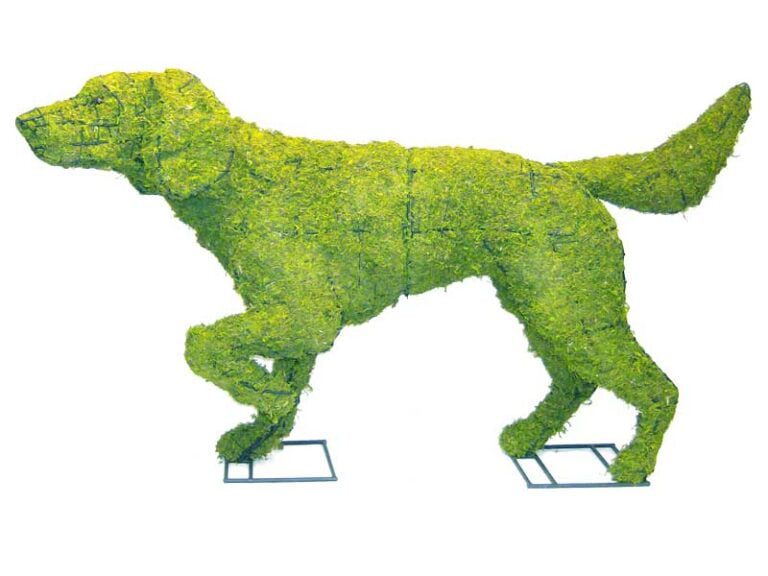 Live Boxwood Foliage Topiary FAQ & Receiving Your Plants