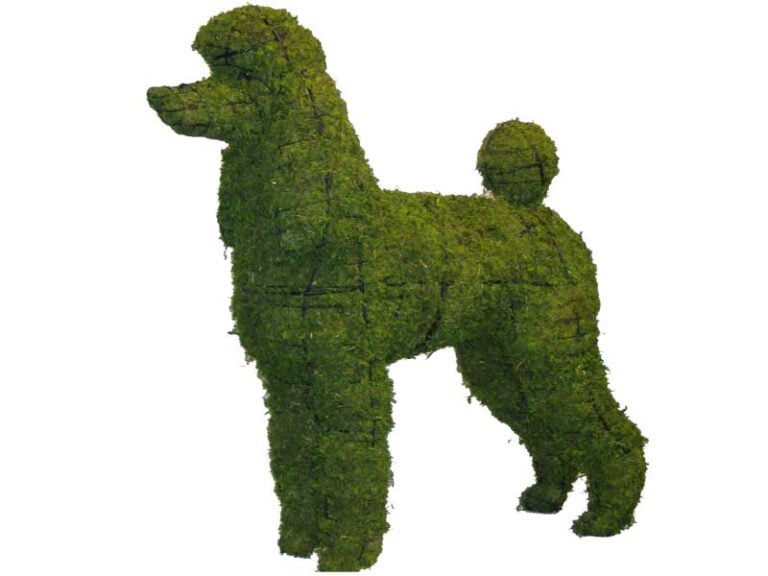 Buxus Sempervirens ‘Rotundifolia – Poodle Topiary – Learn More
