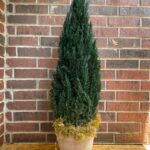 Cone-shaped preserved juniper topiary in a terracotta pot, set against a brick wall