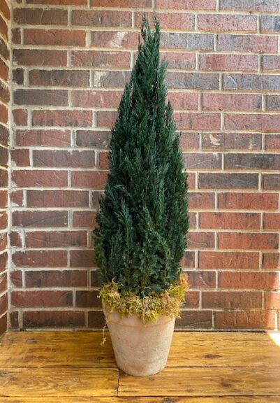 Cone-shaped preserved juniper topiary in a terracotta pot, set against a brick wall