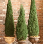 Three preserved cone topiaries in classical stone urns against an exposed brick wall