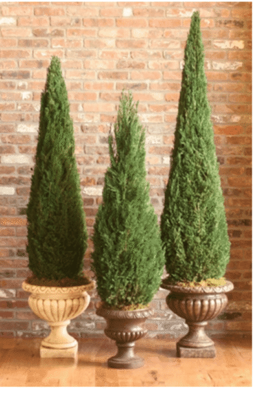 Three preserved cone topiaries in classical stone urns against an exposed brick wall