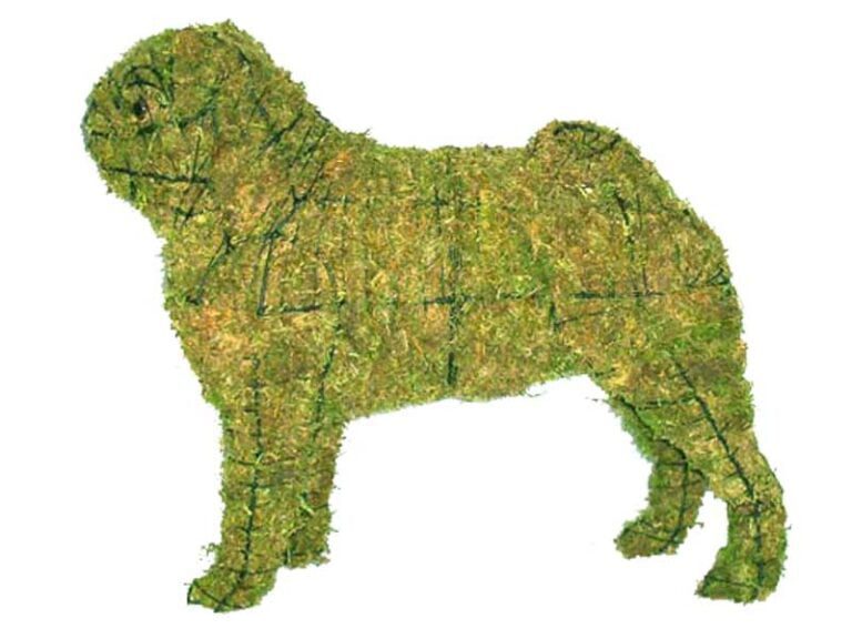 BACHO Topiary – About & FAQs