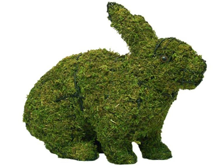 BACHO Topiary – About & FAQs