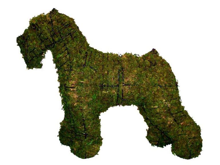 How to Choose the Right Live Boxwood Topiary Plant: Ball, Spiral, Cone & Poodle Shapes Explained