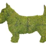 Mossed wire-frame Scottish Terrier topiary standing, pointed ears and upright tail, white background