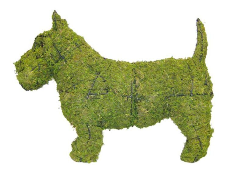 BACHO Topiary – About & FAQs