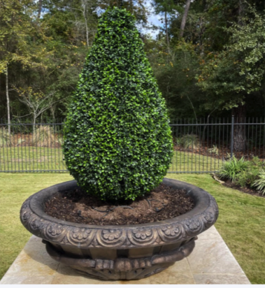 Boxwood teardrop topiary in a stone planter, closer view with lawn and trees behind