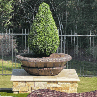 36 inch Polyblend Outdoor Artificial English Boxwood Teardrop Topiary | TOPIARYTREE.NET