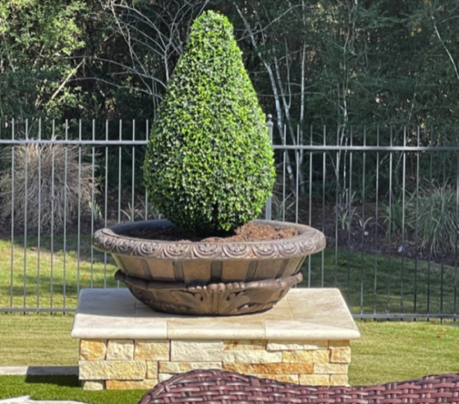 Boxwood teardrop topiary in a stone planter against an iron fence