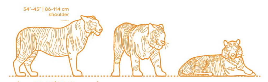 Outline reference chart of three tiger poses with shoulder height marked at 34 to 45 inches