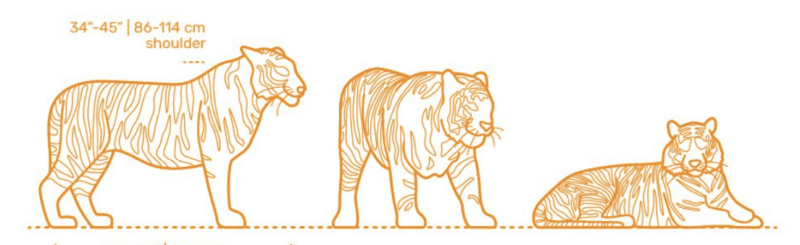 tiger poses