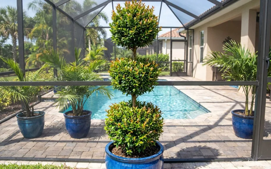 A eugenia triple ball topiary with red-tipped new growth in a blue glazed pot beside a screened pool patio in Florida.