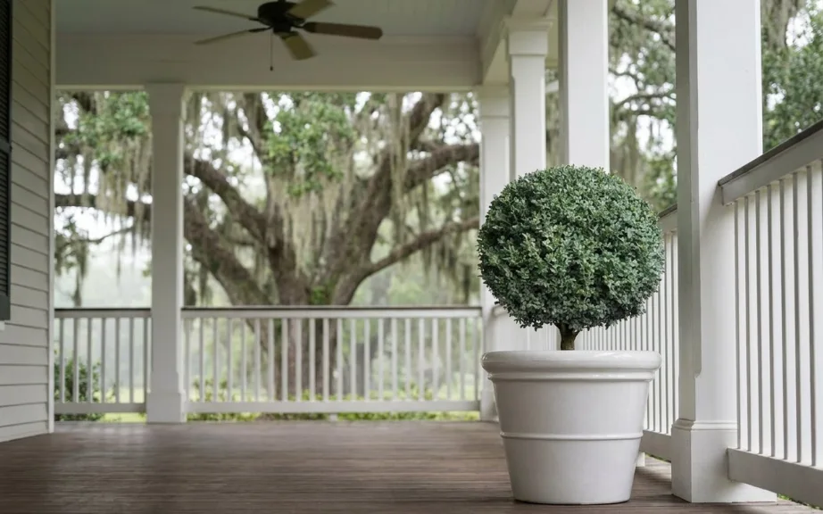 A boxwood ball in a white planter in the open shade of a deep Southern front porch, with a live oak draped in Spanish moss beyond.