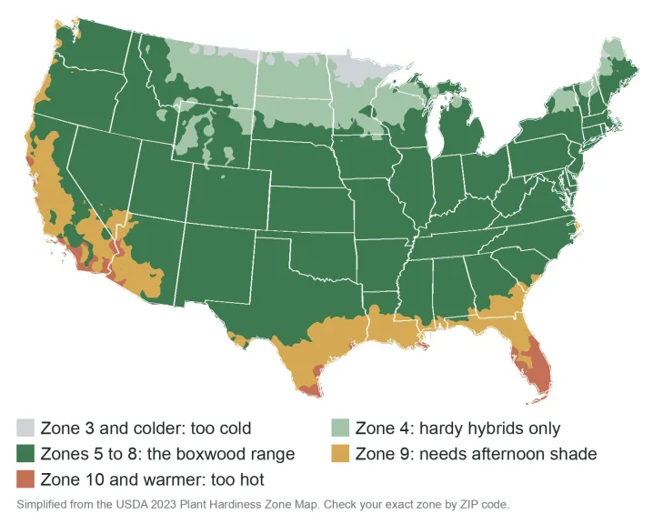 Map of the contiguous United States colored by USDA hardiness zone for boxwood: zone 4 in the northern plains for hardy hybrids only, zones 5 to 8 across most of the country, zone 9 along the Gulf Coast and in California, and zone 10 and warmer in South Florida and southern California.
