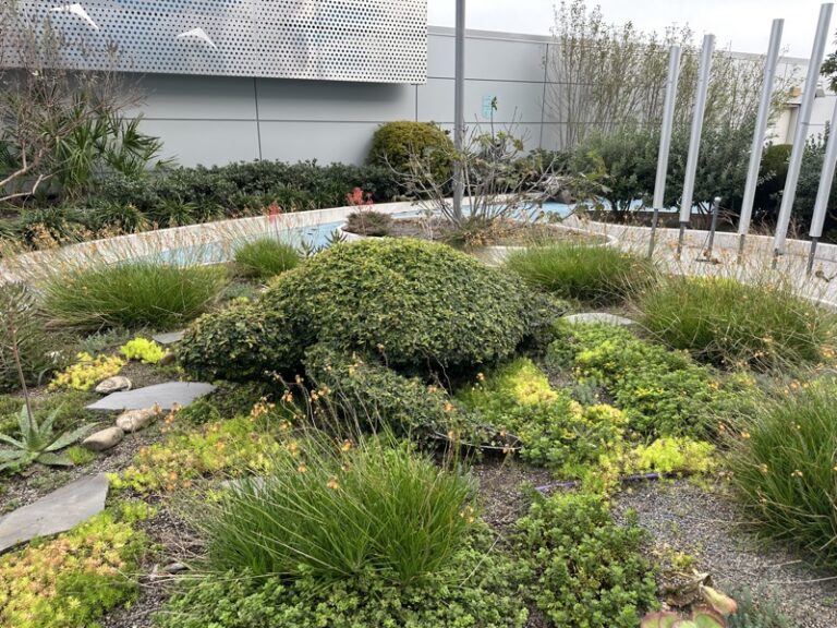 Dense turtle-shaped shrub topiary photographed among garden grasses and succulents