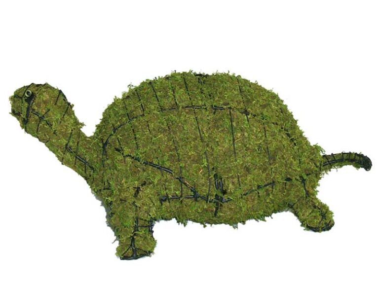 Buxus Sempervirens ‘Rotundifolia – Poodle Topiary – Learn More