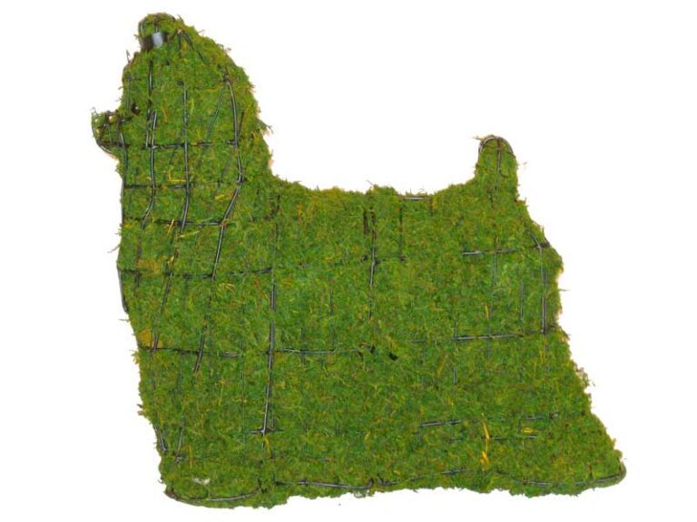 Live Boxwood Foliage Topiary FAQ & Receiving Your Plants