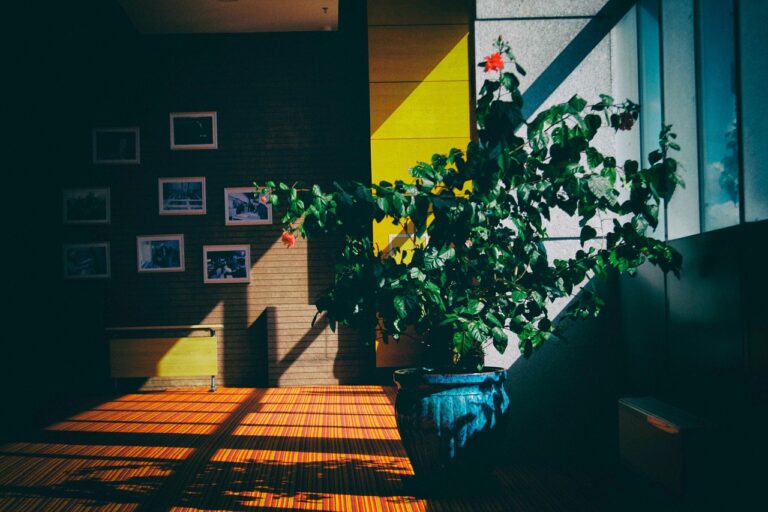 The Benefits of Indoor Plants