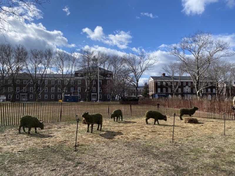 Sheep Family Grazing, Sleeping & Standing Topiary