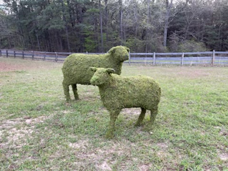 Sheep Family Grazing, Sleeping & Standing Topiary