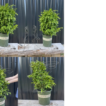 A four-photo sequence showing a wire rabbit-shaped topiary frame beside a potted shrub, then fitted by hand over the plant's foliage.