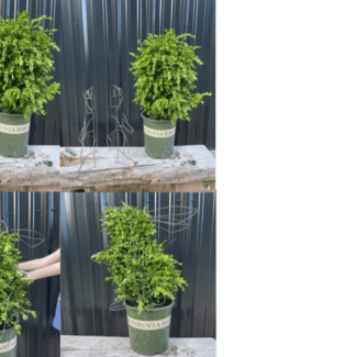Rabbit DIY Shaping Topiary | TOPIARYTREE.NET