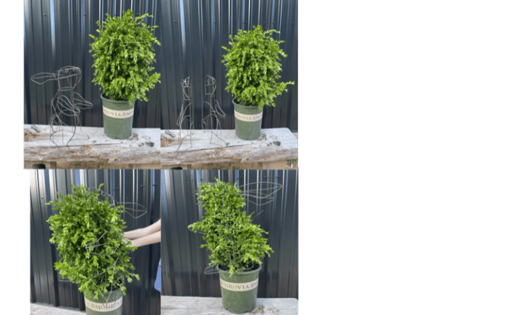 Animal Topiary for Events, Theme Parks, and Luxury Venues