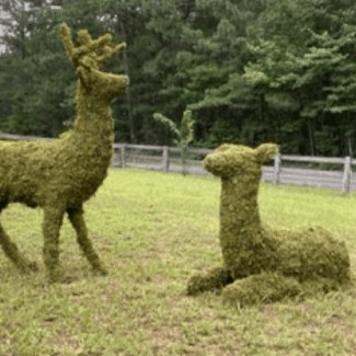 Topiary Deers - Sitting, Standing, Family & More Natural Settings | TOPIARYTREE.NET