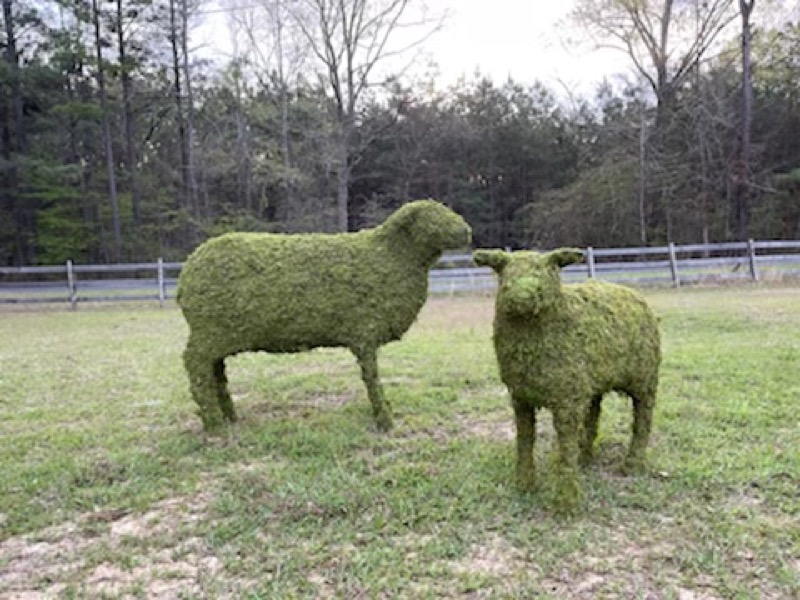 Sheep Family Grazing, Sleeping & Standing Topiary