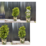 Photo sequence of a cone wire frame placed over a potted boxwood plant as it fills out.