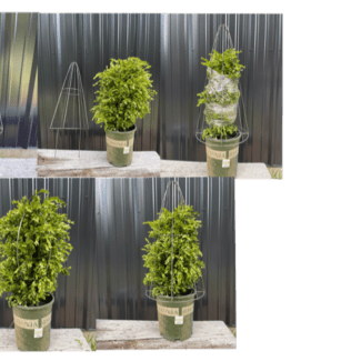 Boxwood Cone DIY Shaping Topiary | TOPIARYTREE.NET