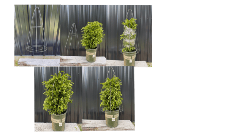 How to Make Your Own Topiary