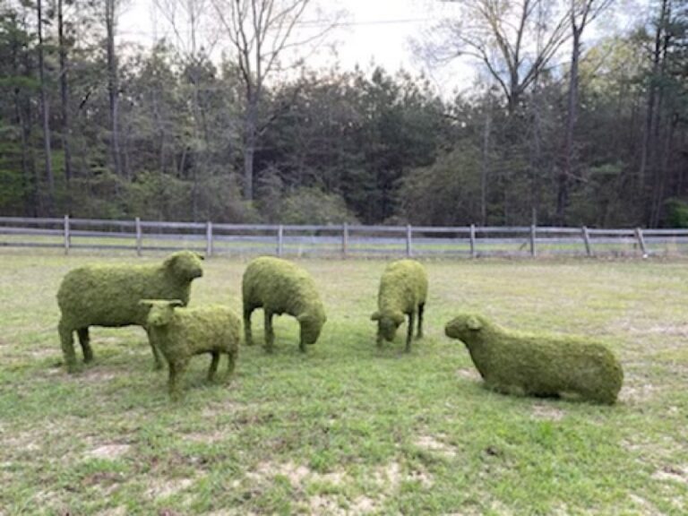 Sheep Family Grazing, Sleeping & Standing Topiary, photo 17 of 26