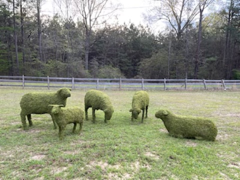 Sheep Family Grazing, Sleeping & Standing Topiary