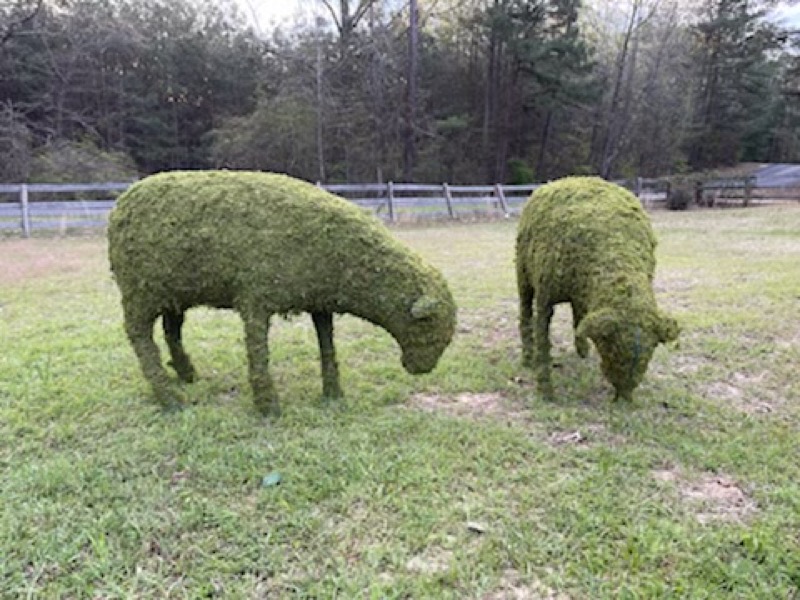 Sheep Family Grazing, Sleeping & Standing Topiary