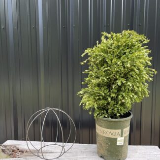 Boxwood Globe DIY Shaping Topiary | TOPIARYTREE.NET