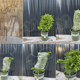 Squirrel DIY Shaping Topiary | TOPIARYTREE.NET