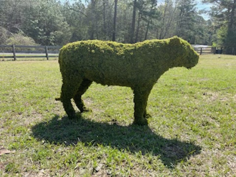 Sheep Family Grazing, Sleeping & Standing Topiary