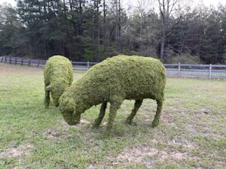 Sheep Family Grazing, Sleeping & Standing Topiary, photo 24 of 26